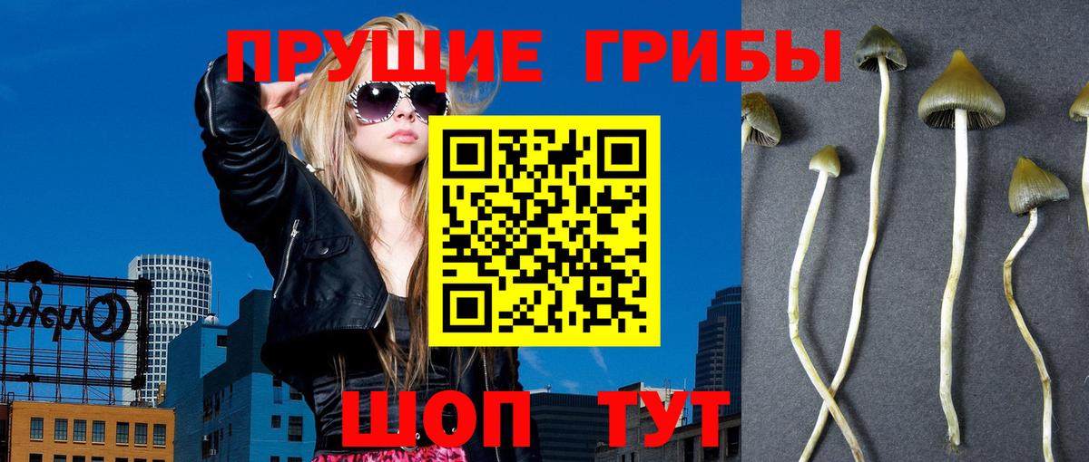 закладки  Екатеринбург  Галлюциногенные грибы MAGIC MUSHROOMS  Псилоцибиновые грибы Psilocybine cubensis 